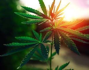 Picture of Cannabis and Taxes 